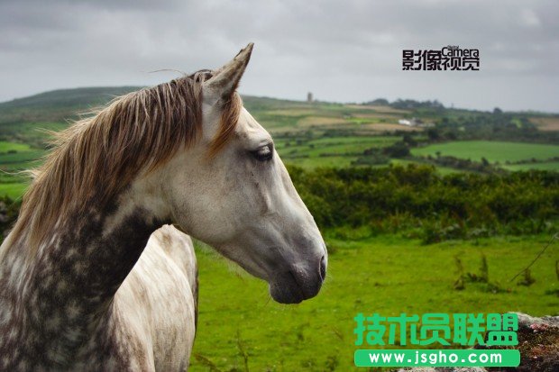 銳化你的野生動物攝影作品 三聯