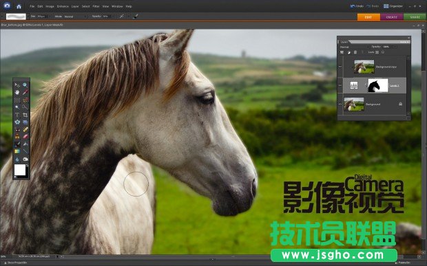 銳化你的野生動物攝影作品